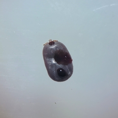 Dermacentor albipictus