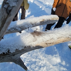 Dermacentor albipictus