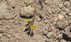 Adesmia montana
