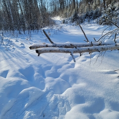 Dermacentor albipictus