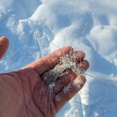 Dermacentor albipictus