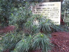 Sciadopitys verticillata