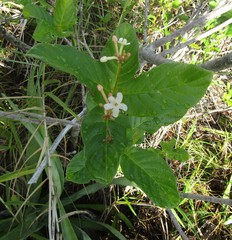 Guettarda platypoda