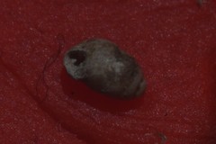 Vertigo pygmaea