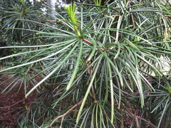 Sciadopitys verticillata