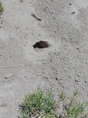 Ctenomys