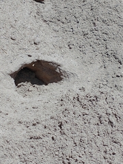 Ctenomys