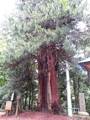 Sciadopitys verticillata