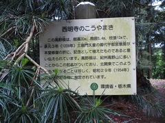 Sciadopitys verticillata