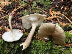 Ampulloclitocybe avellaneialba