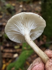 Ampulloclitocybe avellaneialba
