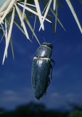 Hippomelas sphenicus