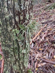 Tillandsia recurvata