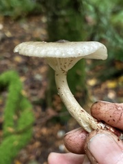 Ampulloclitocybe avellaneialba
