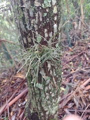 Tillandsia recurvata