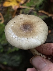 Ampulloclitocybe avellaneialba