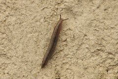 Meghimatium pictum