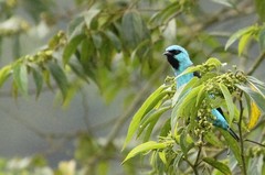 Dacnis nigripes