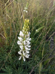 Lupinus densiflorus