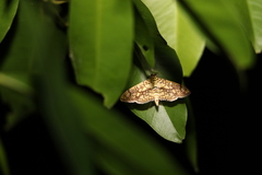 Haritalodes obliqualis