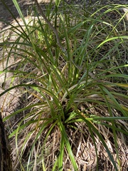 Cyperus ustulatus