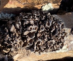 Enchylium coccophorum