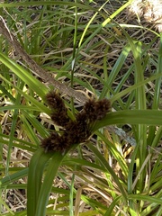 Cyperus ustulatus