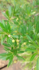 Sebastiania schottiana