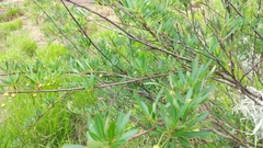 Sebastiania schottiana