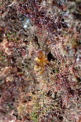 Cystoseira compressa