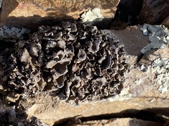 Enchylium coccophorum