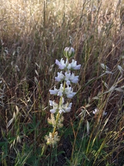 Lupinus densiflorus