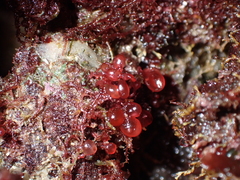 Botryocladia botryoides