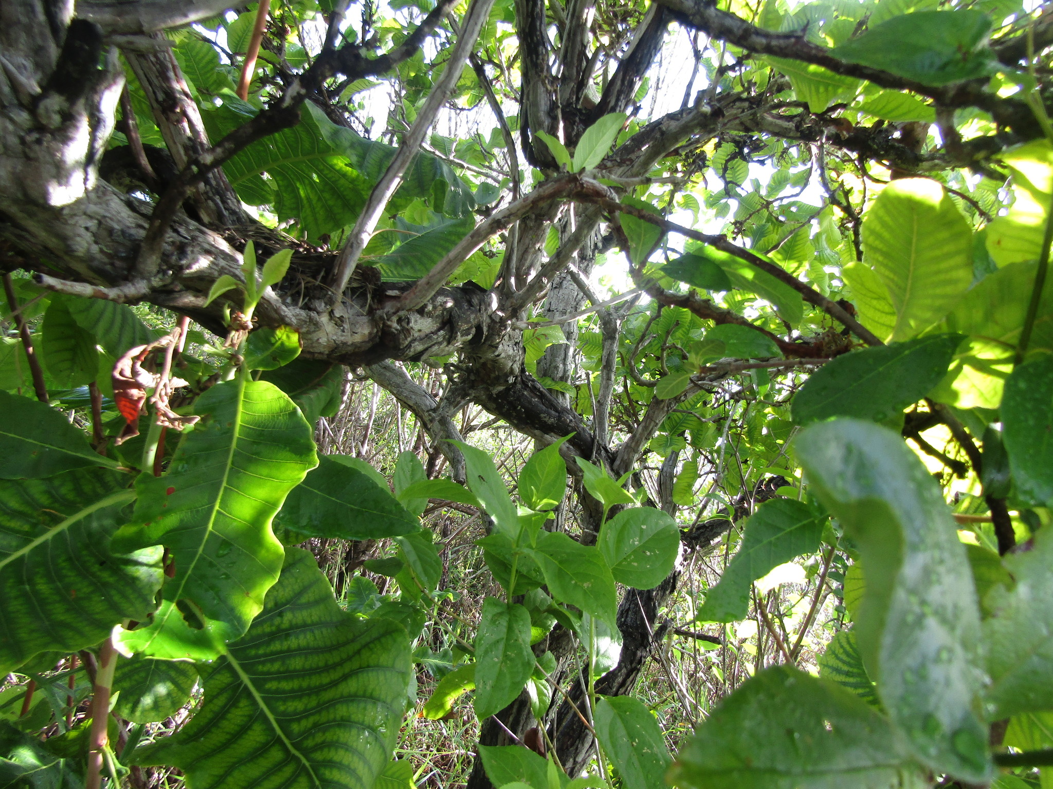 Curatella Roots Curatella americana L.