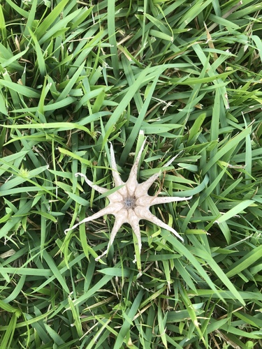 Lysurus arachnoideus, 2021-09-25