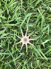 Lysurus arachnoideus