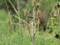 Tramea cophysa