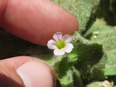 Erythranthe parishii
