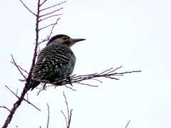 Chilean Flicker photo 5