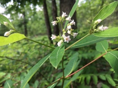 Apocynum × floribundum