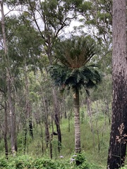Cycas megacarpa