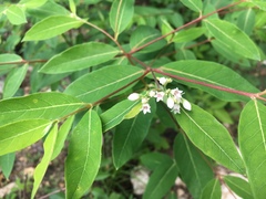 Apocynum × floribundum