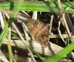 Chiomara basigutta