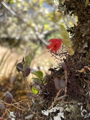 Fernandezia sanguinea