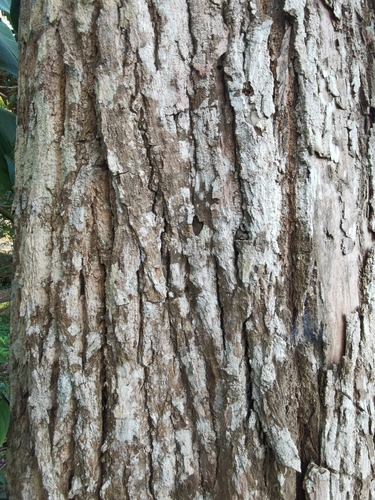 Image of Handroanthus impetiginosus by (c) Eduardo Chacón Madrigal, some rights reserved (CC BY)