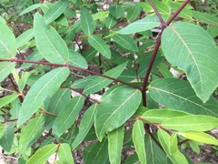 Apocynum × floribundum