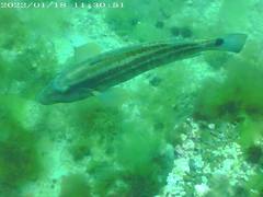 Pinguipes brasilianus