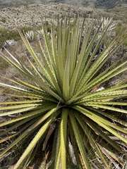 Puya goudotiana