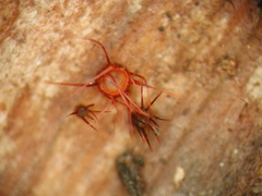 Hispidula rubra