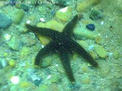 Anasterias antarctica